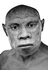 robust hominin